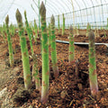 10 Green Asparagus Roots, Bare Root Asparagus Crowns for Planting, Hardy Perennial Vegetable Garden