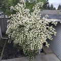 Fragrant Mock Orange Plants Tree Live Shrub House Plant Mock Orange Bush, Philadelphus Plant in Pot, 5-10 Inc Tall
