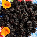 Chester Thornless BlackBerry Plants Live for Planting, 8 Months Old BlackBerry Fruit Tree for Growing Outdoor, High Yielding, Dormant in Winter
