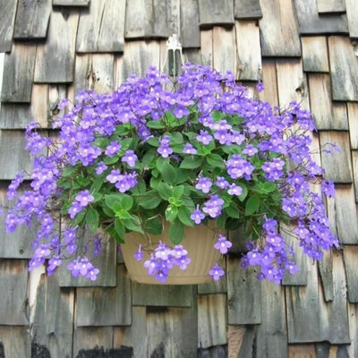 04 Concord Blue Streptocarpella Plants Live, 4-6" Streptocarpus False African Violet Ladyslipper Primose Plant Like for Spring Planting, Fast-Growing