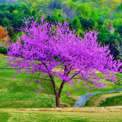 Potted Purple Pink Eastern Redbud Tree Live Plant Seedling, 7-13" in Tall, 1 Year Old Seedling Red Bud for Year Round Planting, Cold Hardy, No Leaf