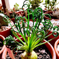 Frizzle Sizzle Albuca Spiralis Plant Live Houseplant in 2.5 Inch Pot, Ornamental Albuca Spiralis Succulent Live Plant, Curly Grass