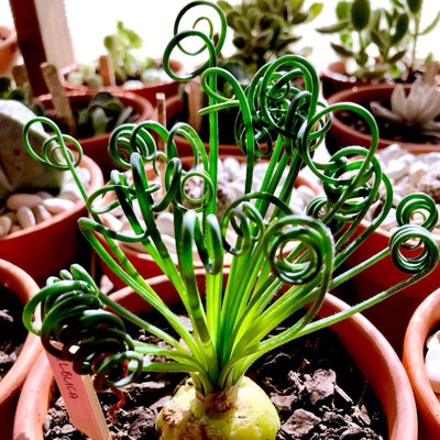 Frizzle Sizzle Albuca Spiralis Plant Live in 3 Inch Pot, Ornamental Albuca Spiralis Succulent Live Plant, Curly Grass Houseplant