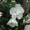 Rose of Sharon Plant, Hardy Althea Hibiscus Flowering Shrub in 4'' Pot, Outdoor Garden Starter Plant for Landscape or Hedge (Double White)