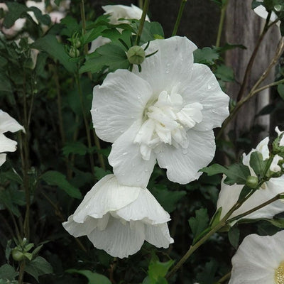 Rose of Sharon Plant, Hardy Althea Hibiscus Flowering Shrub in 4'' Pot, Outdoor Garden Starter Plant for Landscape or Hedge (Double White)