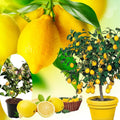 Sets 2 Meyer Lemon Tree Live Plant Potted, 1-2" Starter Yellow Lemon Lime Tree, Fragrant Indoor Outdoor Spring Planting
