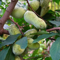 2 Bare Roots Common Pawpaw Tree Live Plants, 6 to 10 Inches Long, Paw Paw Plants Live