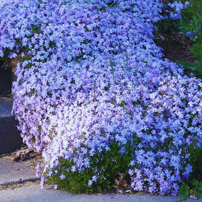 Blue Creeping Phlox Plant Live in Pot, Perennial Growing, Size 3-6" in Tall Groundcover Spring Blooms