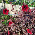 2 Cranberry Hibiscus Plants Live, 4 Inc to 6 Inc in Height, Fragrant Flower Plant, Red Hibiscus Plant Well Rooted for Planting