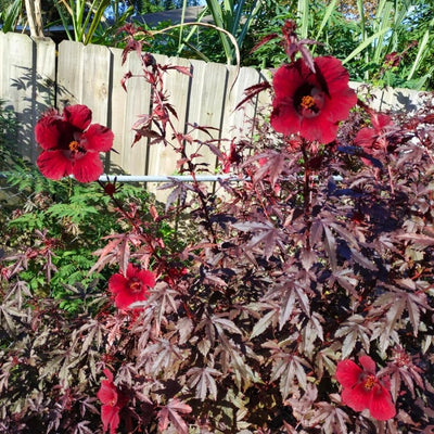 2 Cranberry Hibiscus Plants Live, 4 Inc to 6 Inc in Height, Fragrant Flower Plant, Red Hibiscus Plant Well Rooted for Planting