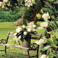 Sweetbay Magnolia Plant Live, Magnolia Tree Live Plant, Shrub Plant Live, 6 to 12 Inches Tall, Magnolia Flower