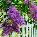 Lilac Bushes Live Plant, Dark Purple Lilac Syringa Well Rooted, 6 to 8 Inch Tall, Ready to Plant