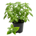 Sweet Basil Plant in 4 Inch Pot, Fragrant Basil Herb for Indoor Outdoor Planting, Fast Growing, Ready to Grow