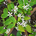 Yellow Lemon Tree Live Plant, 3-5 Inches Tall for Planting