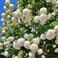 Old Fashion Viburnum Plant Live for Planting, Snowball Viburnum Live Plant 6 to 10 Inches Tall, 4 Inch Pot