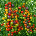 2PPP Rainbow Cherry Tomato Plants Live, Garden Vegetable Plant, 5-8'' Tall