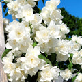 House Plant Mock Orange Bush Philadelphus, Fragrant Mock Orange Blossom Bush Shrub Live Plant Tree in Pot Ready to Plant, 5-9 Inc Tall