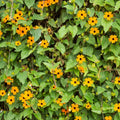 Thunbergia Plant Live, Thunbergia Flowering Vine Perennial, Indoor Outdoor Planting 3-6 Inches
