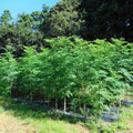 Moringa Tree Plant Live, Moringa Plant Live, 4-8 Inches Tall, Malunggay Trees Live Plants for Indoor Outdoor Growing