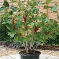 10-12" Red Currant Live Plant Tree for Spring Planting, Edible Fruit Shrub for Outdoor Garden or Container Planting Outdoor Growing