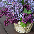 Deep Lilac Bushes Ready to Plant, Dormant Syringa Lilac Tree Live Plant, Springtime Blooms Soft Color in 4" Pot