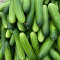 Live Marketmore Cucumber Plant, 4-6" Tall