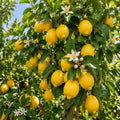 Live Meyer Lemon Tree, Potted Citrus Plant, 3-5 Inches Tall