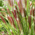 Red Grass Plant Live in 3.5 Inch Pot, Ornamental Grass Live Plant for Growing Your Garden