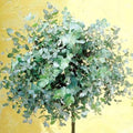 Baby Blue Eucalyptus Tree Live, Eucalyptus Plant Live in 2.5" Pot, Starter Plants, Cold Hardy, Dormant in Winter