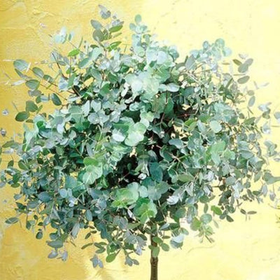 Baby Blue Eucalyptus Tree Live, Eucalyptus Plant Live in 2.5" Pot, Starter Plants, Cold Hardy, Dormant in Winter