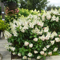Light Green Lime Hydrangea Bush Plant Tree Live Shrub Beautiful Colors in Pot, Starter Plant, 5-9" Tall