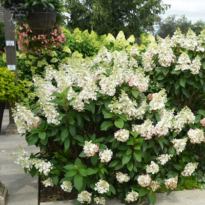 Light Green Lime Hydrangea Bush Plant Tree Live Shrub Beautiful Colors in Pot, Starter Plant, 5-9" Tall
