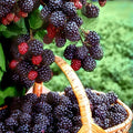 Set 2 Triple Crown Thornless BlackBerry Plant Live, BlackBerry Bush 4-8 Inch Tall, Thornless Fruit Plants for Garden, Orchard Growing Plant