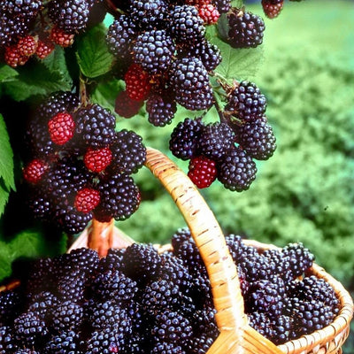 Set 2 Triple Crown Thornless BlackBerry Plant Live, BlackBerry Bush 4-8 Inch Tall, Thornless Fruit Plants for Garden, Orchard Growing Plant