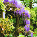 Purple Wisteria Tree Live Plant for Planting Outdoors, 2.5 Inch Pot, Well Rooted, Wisteria Tree Live Plant