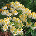 Azalea Rhododendron Plant Live, 7 Months Old, Azalea Rhododendron Tree Flowers Plants Live Bush in Pot (White Yellow)