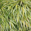 Golden Japanese Grass Plant, Perennial Grass Starter Plant Live, Outdoor Planting 5-8 Inches
