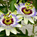Passion Flower Plant for Planting, 4" Pot, White Blue Passion Flower Vine Tree Indoors Outdoors