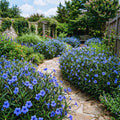 Set 6 Mexican Petunias Live Plants, Mexican Petunia Plants, Well Rooted, 5 to 7 Inc Tall, Shrub Plant Live for Growing Indoor Outdoor (Blue)