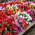 Random Easter Cactus Live Plant, Hardy Perennial Easter Cactus, Vibrant Blooming Spring Cactus, Indoor Houseplant, Flowering Holiday Cactus, 4–6 Inch Tall