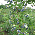 Blue Highbush Blueberry Live Plant, 4 Inches Pot, Sweet Blueberry Fruit Bush Live Plant for Planting in Garden, Spring Plant
