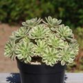 Easy Care Aeonium Plant Live 4” Pot, Rare Succulents Plants Live, Well Rooted, Easy Care House Plants (Pink Variegated)