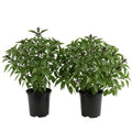 2 Basil Herb Plants in 4 Inch Pot, Live Basil Plant for Gardening, Compact Herb for Indoor Outdoor Containers, 4-6 Inches Starter Plants