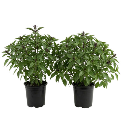 2 Basil Herb Plants in 4 Inch Pot, Live Basil Plant for Gardening, Compact Herb for Indoor Outdoor Containers, 4-6 Inches Starter Plants