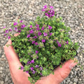Pink Thyme Plant Live Flowers Live Plant 3 Inc Pot, Well Rooted