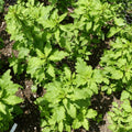 Epazote Plant Live, Epazote Herbs Ready to Grow, 4" Pot, 4-8 Inch Tall