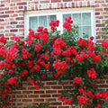 Fragrant Rose Plant Live Bush Shrub or Climbing, Old-Fashioned Roses Summer Rebloomer in 2.5 Inch Pot, Lanscape Rose Plant (Assorted Red)
