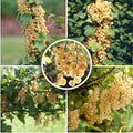 Golden Currant Live Fruit Plant, 6-12" Tall Starter Shrub for Garden, Patio, and Outdoor Spring Growing