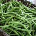 Bean Plant Live 4 Inch Pot, Starter Bean Plant for Garden, Compact Vegetable Plant for Raised Beds, Patio Containers or Outdoor Growing, 3-6 Inches (Bush Bean)