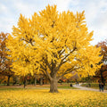 Ginkgo Tree Live Plant, Yellow Fall Leaf Tree, 3-6 Inch Tall